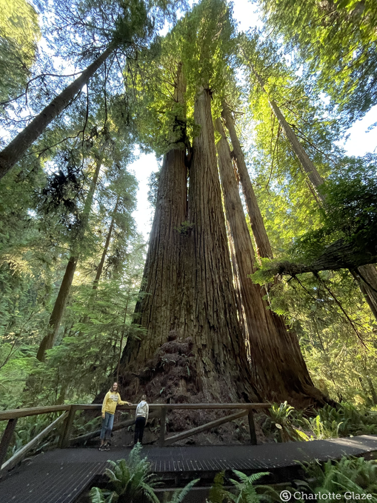 Redwood National Park